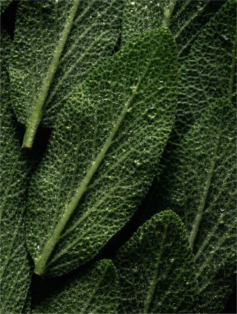Gommage & Masque Pro Cuir chevelu - romarin et menthe - PURÄLYS PARIS